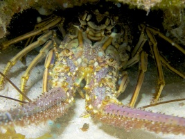 Spiny Lobster IMG 4495